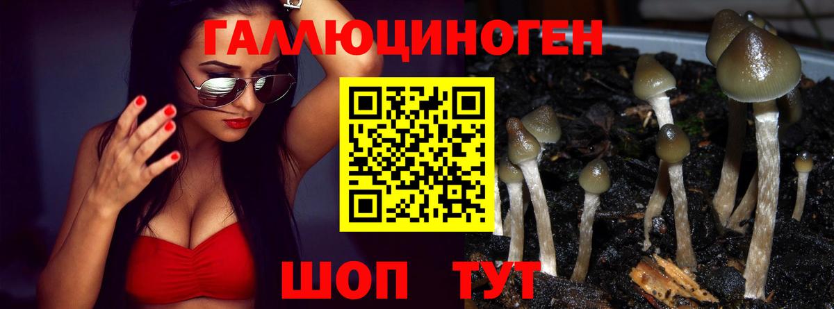 купить наркотик  Котельники  Галлюциногенные грибы MAGIC MUSHROOMS 